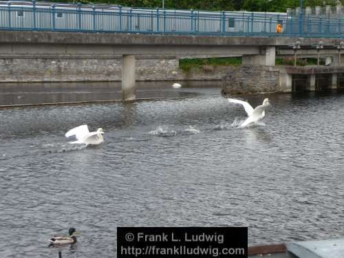 Swan Chase